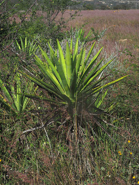 PB201352_Tapanala_WP2140_Agave