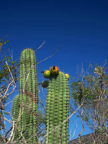 PB201359_Tapanala_WP2140_Pachycereus_fulviceps