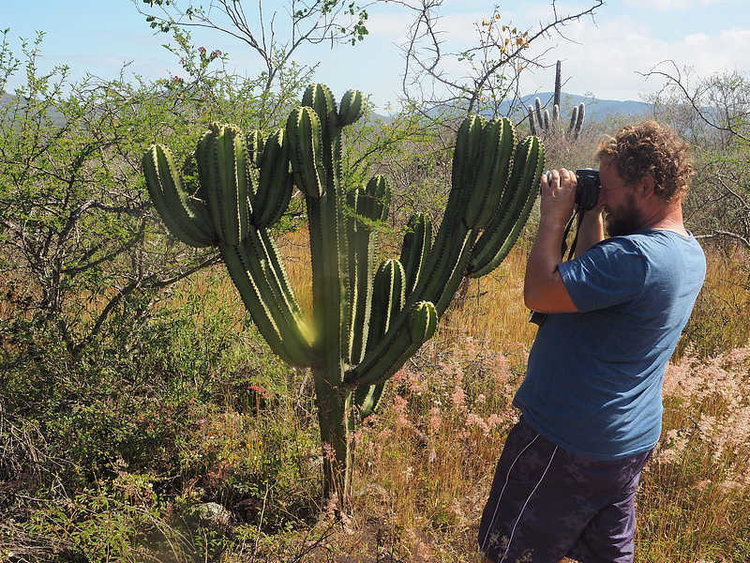 PB201360_Tapanala_WP2140_Myrtillocactus_schenckii