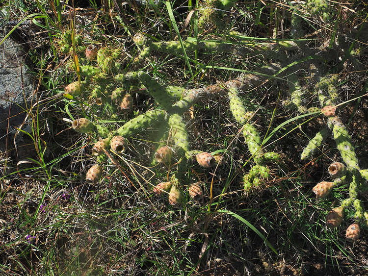 PB201370_Tapanala_WP2140_Cylindropuntia