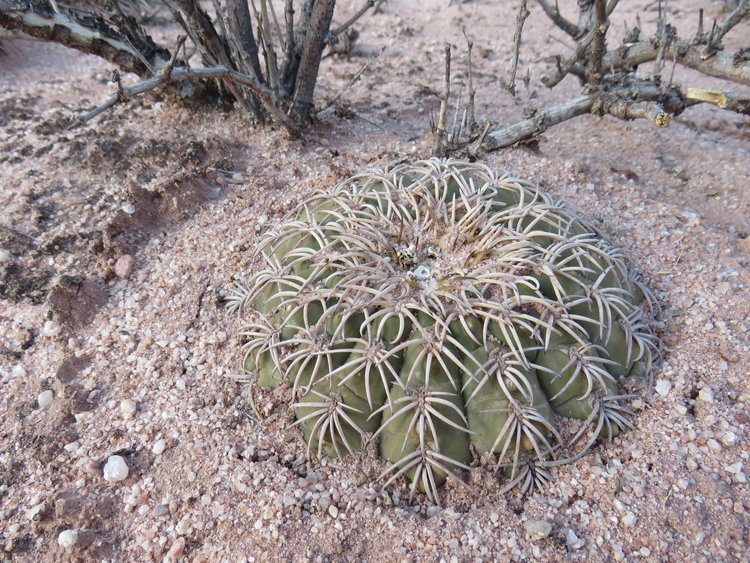 3-IMG_82791-Gymnocalycium-spegazzinnii-punilense-ASK11252