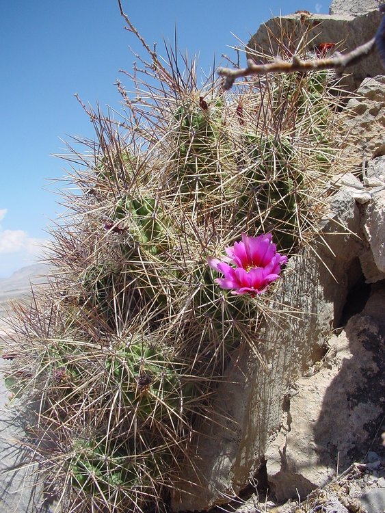 Echinocereus-stramineus-occident-Viesca