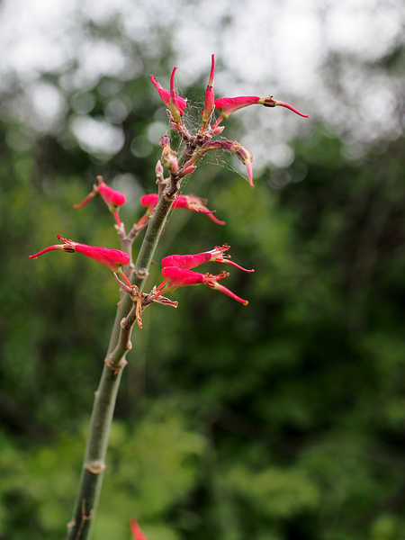 PB211442_LaCruz_WP2144_Euphorbia_cymbifera