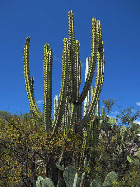 PB211493_Tecomavaca_WP1573_Myrtillocactus_schenckii