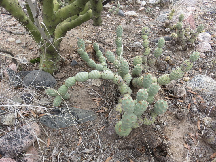 10-IMG_82963-Tephrocactus-inermis-ASK11311-13-clankov