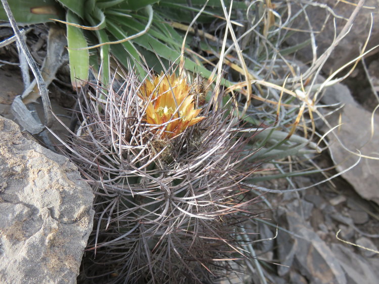 14-IMG_83069-Pyrrhocactus-strausianus-ASK11381