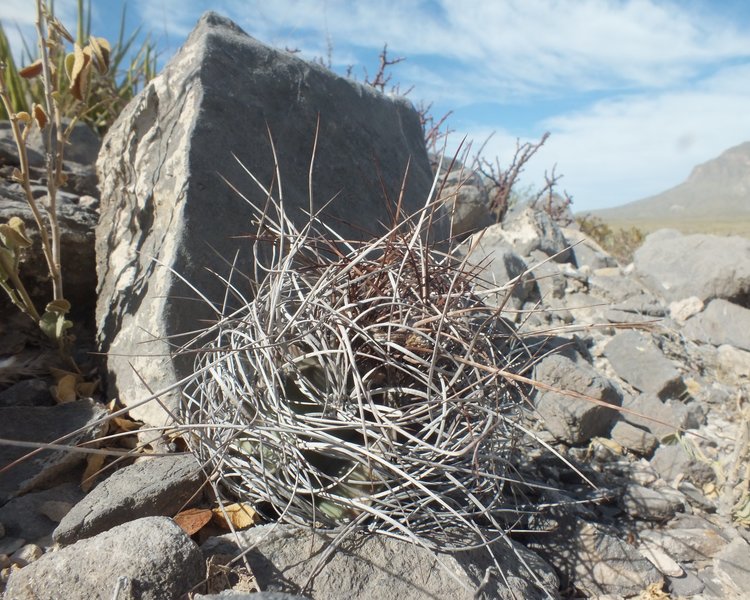 Astrophytum-senile-PT-643-Ejido-El-Amparo-COAH-2-foto-Jiri-Horal