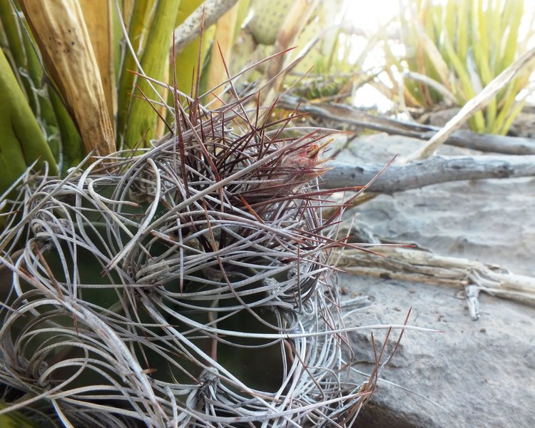 Astrophytum-senile-PT-643-Ejido-El-Amparo-COAH-3