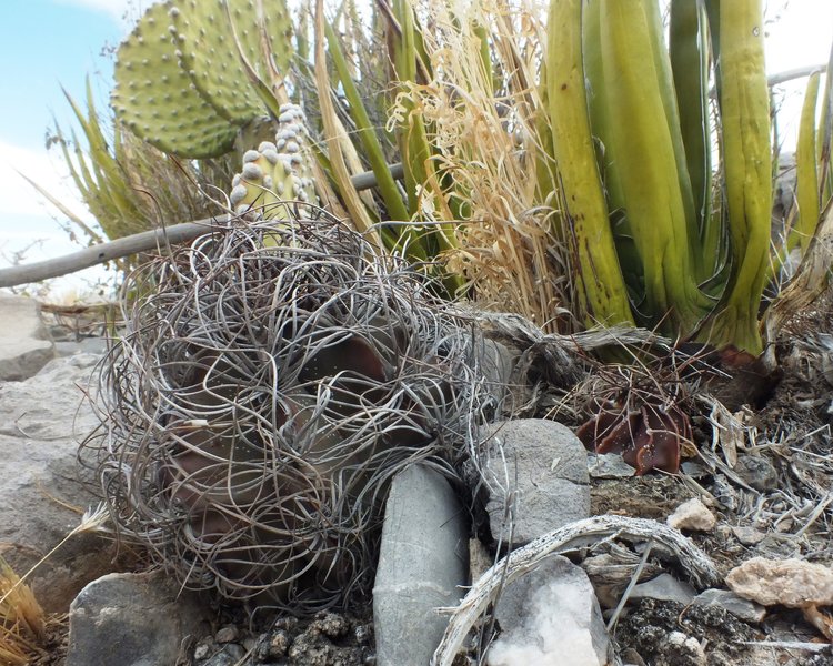 Astrophytum-senile-PT-643-Ejido-El-Amparo-COAH-5-foto-Jiri-Horal