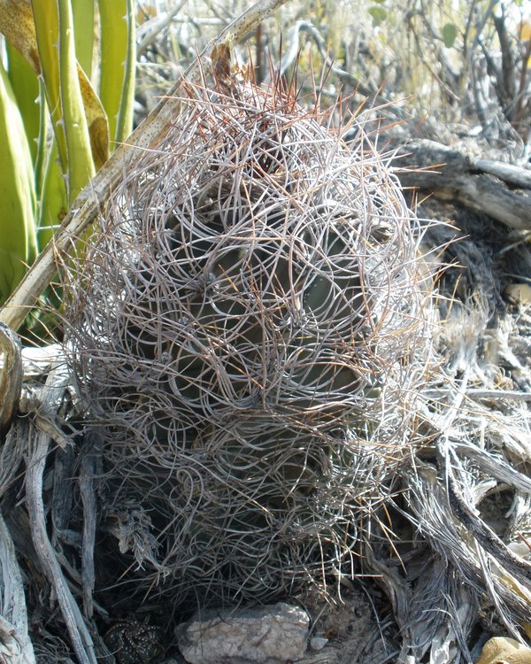 Astrophytum-senile-PT-643-Ejido-El-Amparo-COAH-8