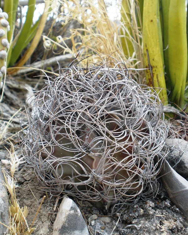 Astrophytum-senile-PT-643-Ejido-El-Amparo-COAH-9-foto-Jiri-Horal