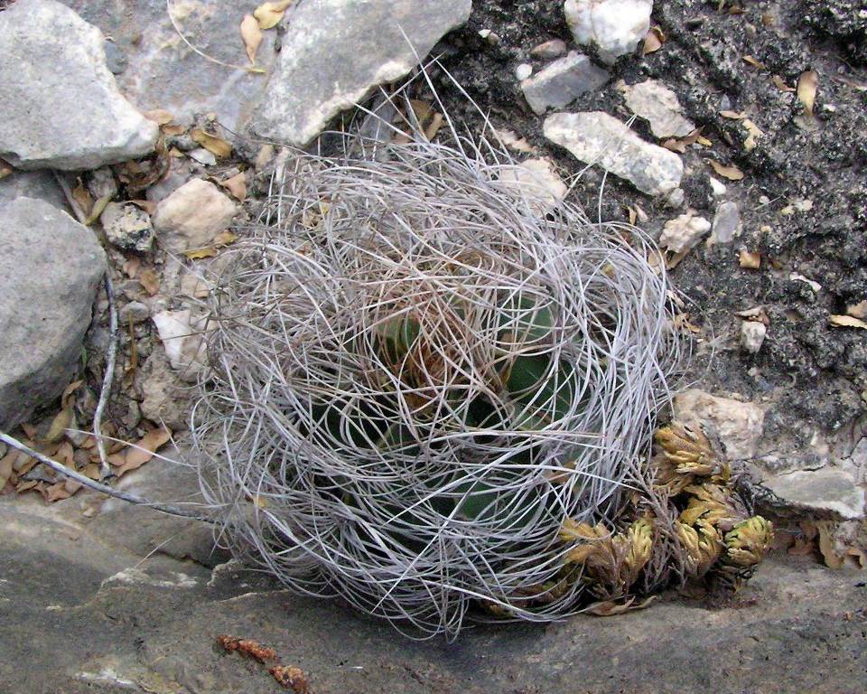 Astrophytum senile GM 906.3 západně Barrial COAH foto Grzegorz Matuszewski