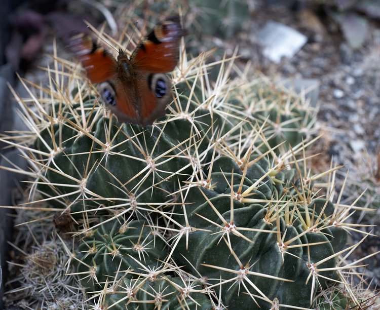 2021-10-07-Can-Oly-50mm-Lobivia-acanthoplegma-patula-TB-86-motyl-odlet