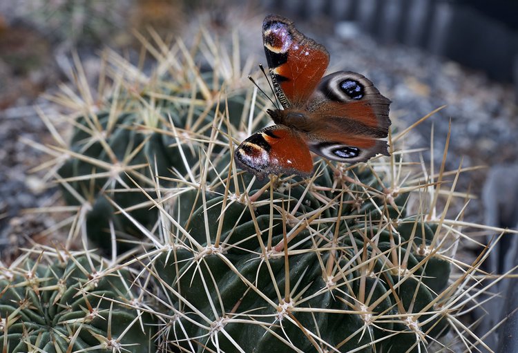 2021-10-07-Can-Oly-50mm-Lobivia-acanthoplegma-patula-TB-861-Cliza-Cochabamba-2094m-Bolivia-+-motyl_1-fin