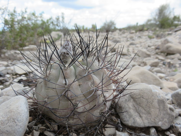 10-IMG_83247-Pyrrhocactus-vertongenii-ASK11511