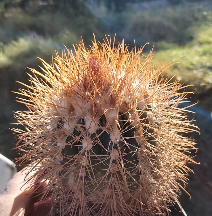 2-Parodia-camarguensis-Chuguisaca-La-Palca-Grande-Bol