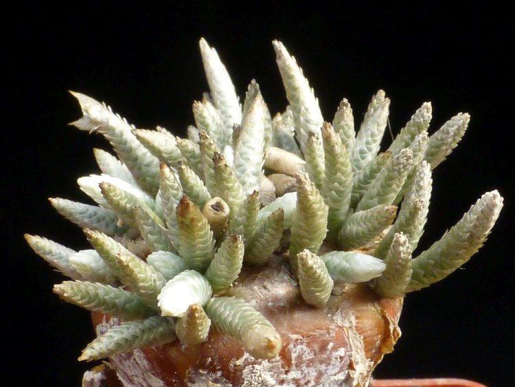 04-Anacampseros-quinaria-ssp-alstonii