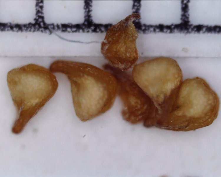 06-Semena-A-quinaria-sspalstonii