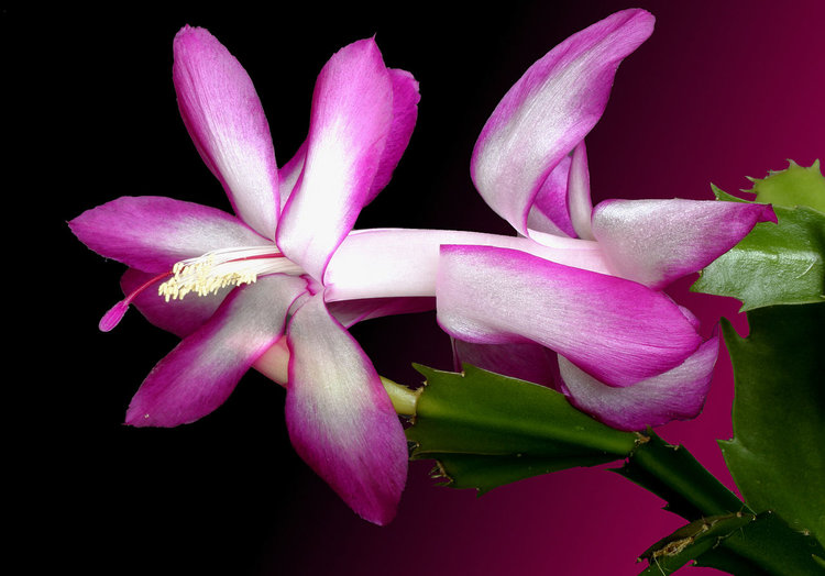 1280px--_Schlumbergera_trunctata_-wiki