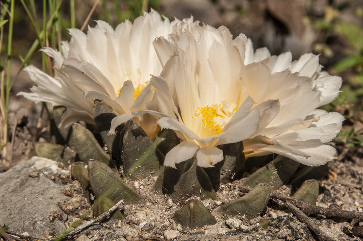 ariocarpus_retusus_scapharostroides_1