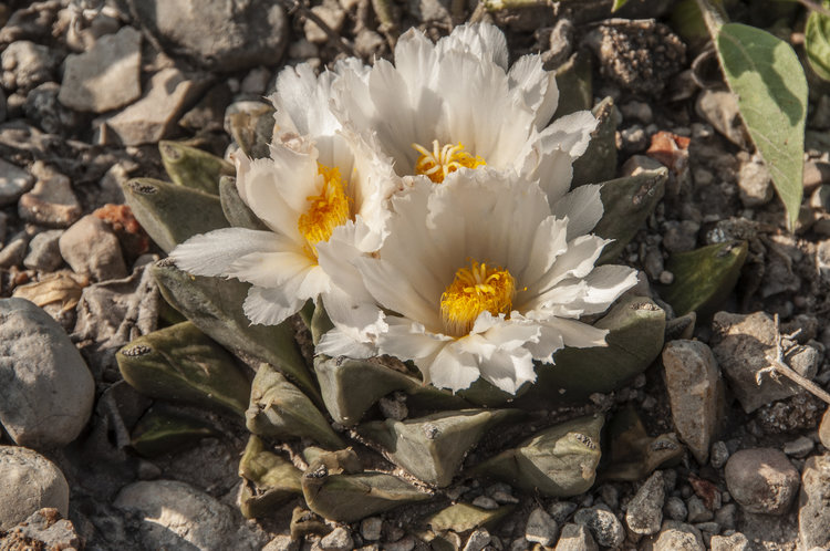 ariocarpus_retusus_scapharostroides_2