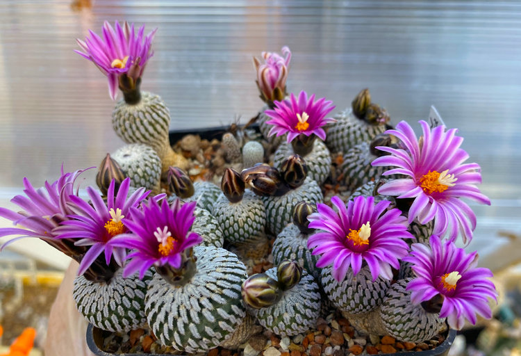 Turbinicarpus pseudopectinatus rubriflorus PP595 KM 90 Arroyo NL