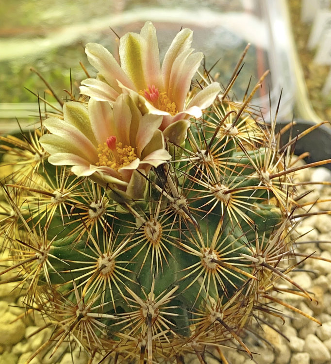 Ancistrocactus-megarhizus-PP-1358-Sausillo-Tam