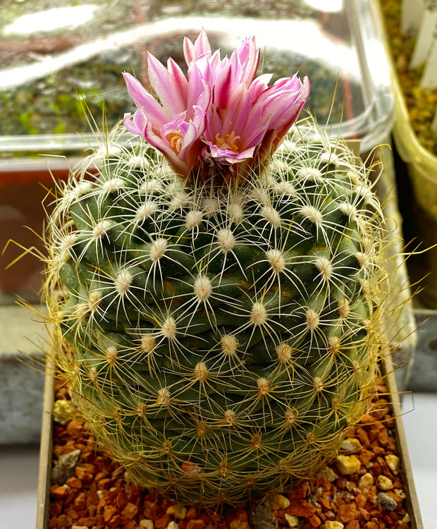 Gymnocactus-knuthianus-PP-999-Villar-SLP