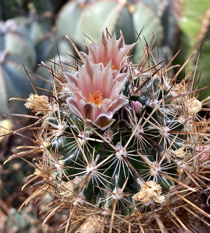 Ancistrocactus-brevihamatus-2