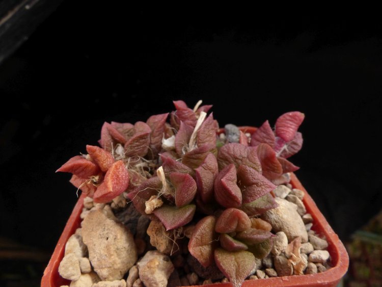 04-A-rufescens-Kwa-Sandile-RSA
