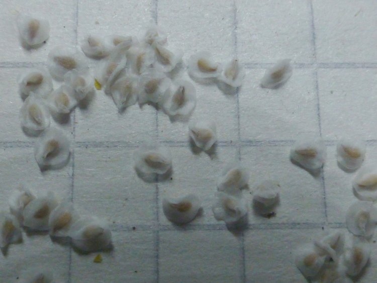 08-Pro-srovnani-semena-A-lanceolata