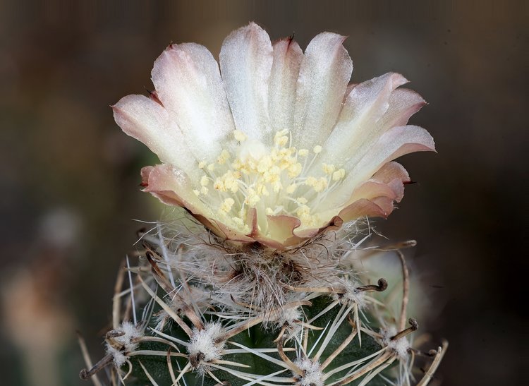 2022-03-20-Can-OLY-80mm-Austrocactus-pauxillus-SAR-8273-oestlich-Domuyo-Mendoza-AR-2-fin