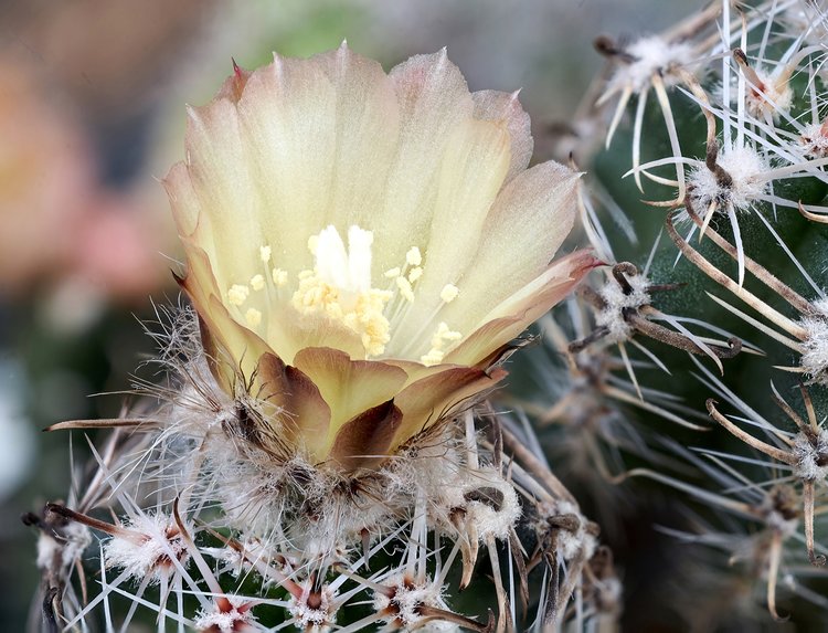 2022-03-20-Can-OLY-80mm-Austrocactus-pauxillus-SAR-8273-oestlich-Domuyo-Mendoza-AR-fin