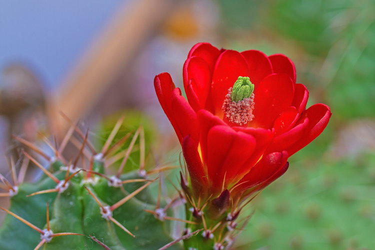 blossom-bloom-cactus