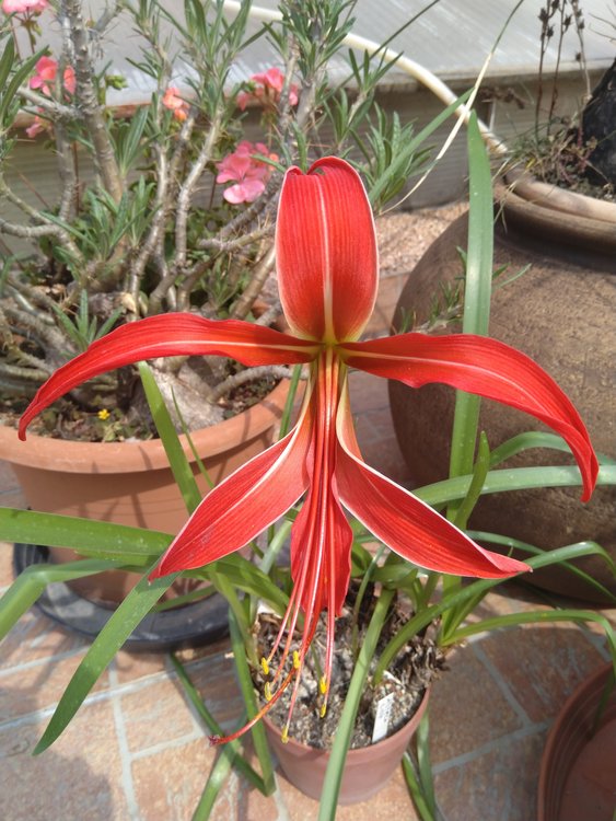 11-Azteca-lily