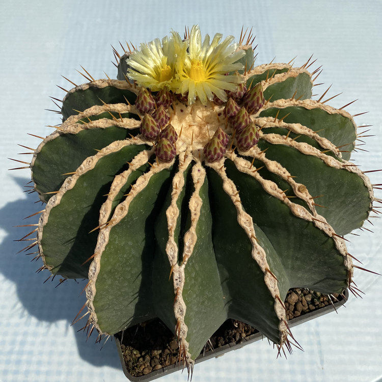 Ferocactus-schwarzii-L-620-Rancho-del-Padre-Sinaloa