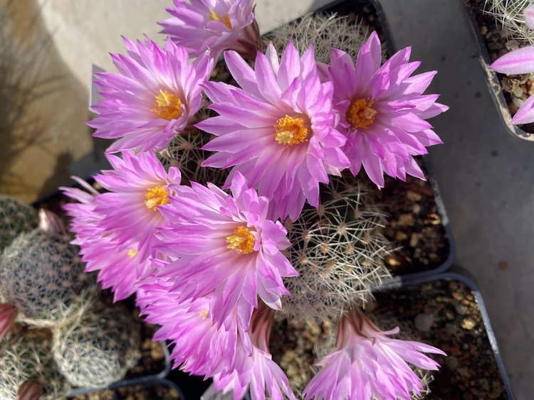 Mammillaria-napina-PP-662-Tehuacan-Puebla-1