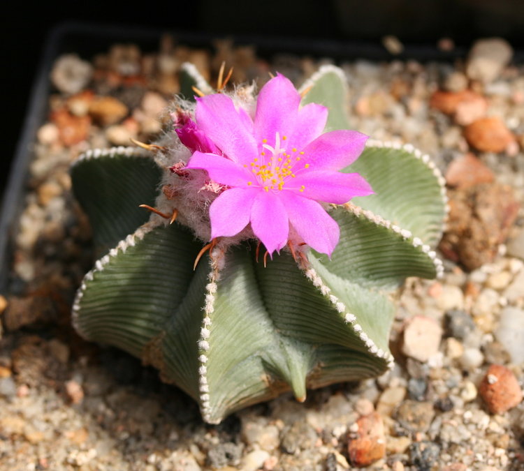 Aztekium_hintonii2