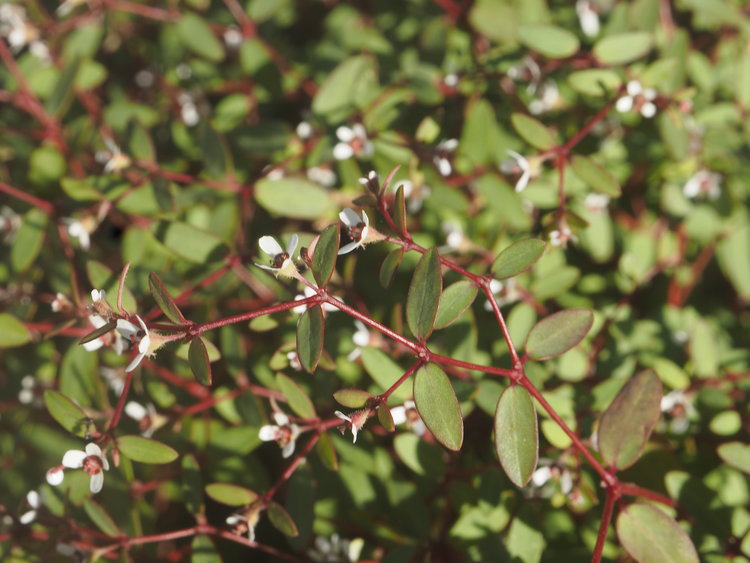 euphorbia_polycarpa_2