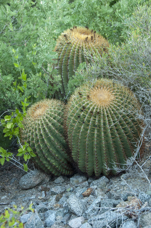 ferocactus_diguetii_1