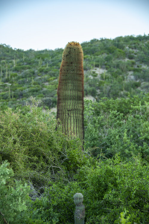 ferocactus_diguetii_2