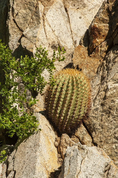 ferocactus_diguetii_9