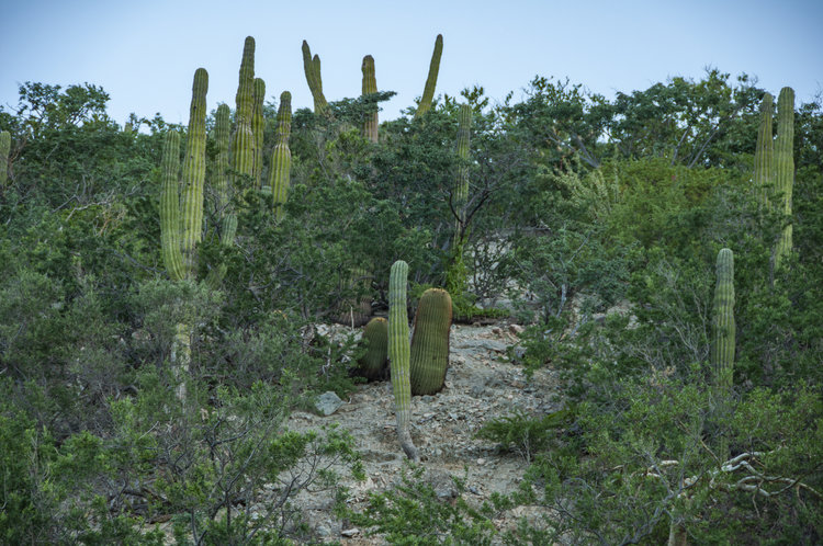 pachycereus_pecten_aboriginum_1