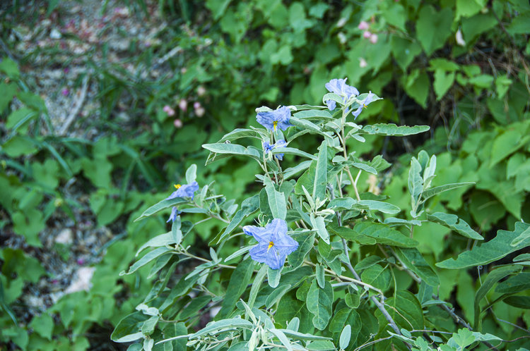 solanum_hindsianum