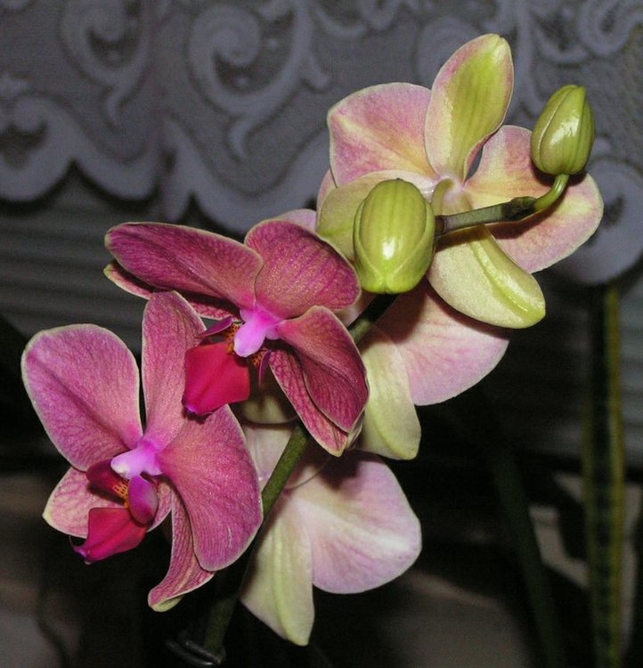001a-Phalaenopsis-kulturni-rostlina