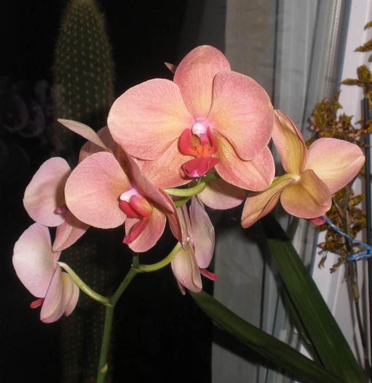 001b-Phalaenopsis-kulturni-rostlina