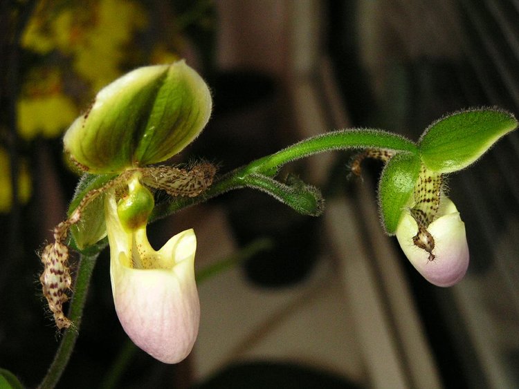 001c-Paphiopedilum