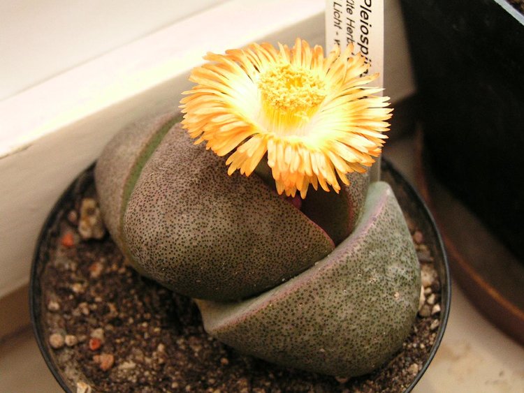 002a-Pleiospilos-nelii