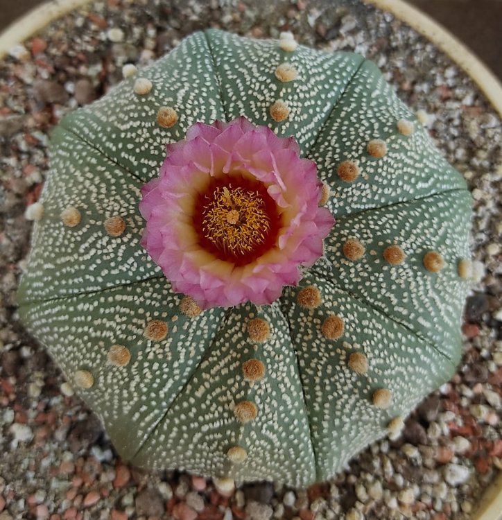 003a-Astrophytum-asterias