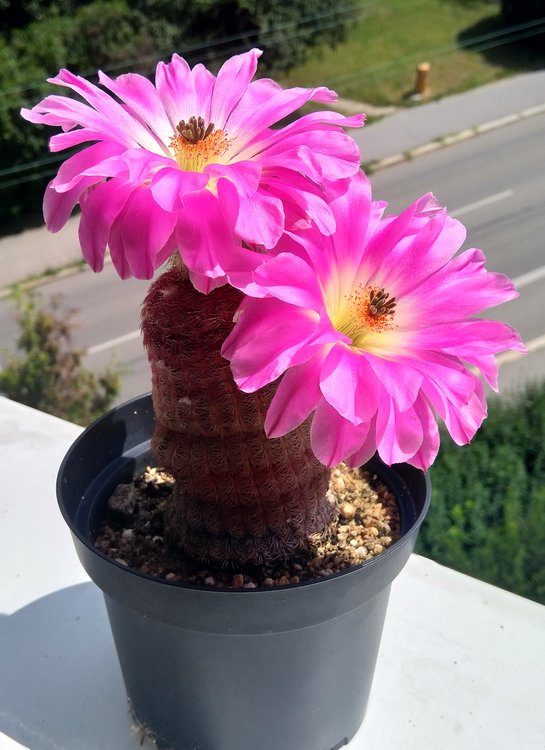 003b-Echinocereus-rigidissimus-v-rubrispinus